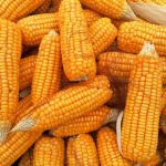Corn Finds Buyers to Close Friday Steady